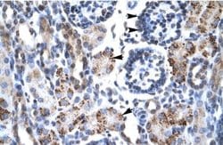GFI1B Rabbit anti-Human, Polyclonal, Novus Biologicals 0.1ml; Unconjugated:Antibodies,