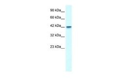 GFI1B Rabbit anti-Human, Polyclonal, Novus Biologicals 0.1ml; Unconjugated:Antibodies,