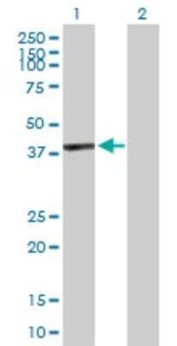 GFOD1 Antibody, Novus Biologicals 0.05 mg | Buy Online | Novus Biologicals | Fisher Scientific