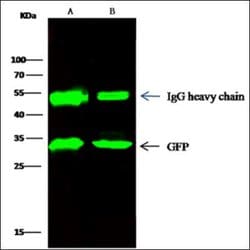 GFP Rabbit anti-Jellyfish, Clone: 208, Novus Biologicals:Antibodies:Primary