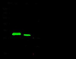GFP Rabbit anti-Jellyfish, Clone: 208, Novus Biologicals:Antibodies:Primary