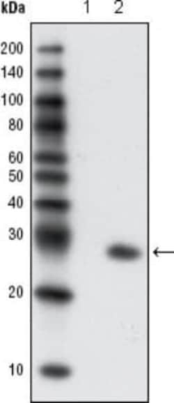 GFP Antibody (4B10B2) - Azide and BSA Free, Novus Biologicals 0.1 mL; Unconjugated:Antibodies,