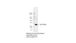 GFP Antibody (4B10B2) - Azide and BSA Free, Novus Biologicals 0.1 mL; Unconjugated:Antibodies,