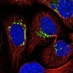 GFR alpha-1/GDNF R alpha-1 Antibody, Novus Biologicals 0.1 mL; Unconjugated:Antibodies,