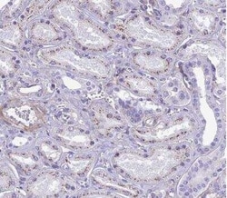 GFR alpha-1/GDNF R alpha-1 Antibody, Novus Biologicals 0.1 mL; Unconjugated:Antibodies,