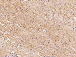 GFR alpha-3/GDNF R alpha-3 Antibody, Novus Biologicals 100 &mu;g; Unconjugated:Antibodies,