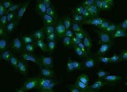 GGA3 Antibody, Novus Biologicals 50 &mu;g | Buy Online | Novus Biologicals | Fisher Scientific