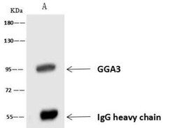 GGA3 Antibody, Novus Biologicals 50 &mu;g | Buy Online | Novus Biologicals | Fisher Scientific