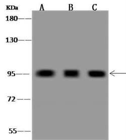 GGA3 Antibody, Novus Biologicals 50 &mu;g | Buy Online | Novus Biologicals | Fisher Scientific
