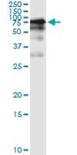 GGT1 Antibody (1F9), Novus Biologicals 0.1 mg, Unconjugated:Antibodies,