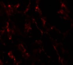 GHDC Antibody - BSA Free, Novus Biologicals 0.1 mg; Unconjugated:Antibodies,