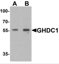 GHDC Antibody - BSA Free, Novus Biologicals 0.1 mg; Unconjugated:Antibodies,