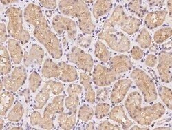 GHITM Antibody, Novus Biologicals:Antibodies:Primary Antibodies