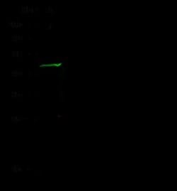 GIF Rabbit anti-Human, Clone: 12, Novus Biologicals 100 &mu;g; Unconjugated:Antibodies,