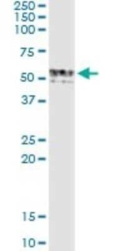 GIF Antibody (1D9), Novus Biologicals 0.1 mg | Buy Online | Novus Biologicals | Fisher Scientific