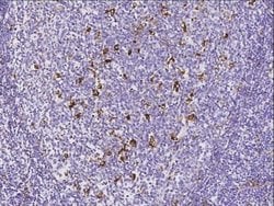 GILT/IFI30 Rabbit anti-Human, Clone: 3, Novus Biologicals:Antibodies:Primary