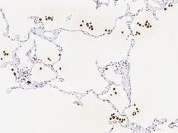 GILT/IFI30 Rabbit anti-Human, Clone: 3, Novus Biologicals:Antibodies:Primary