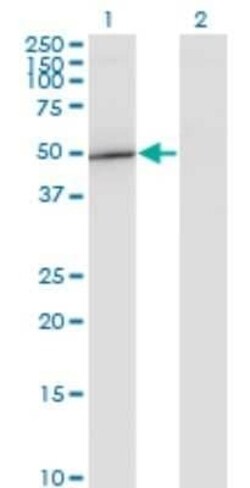 GIT2 Antibody (1B2), Novus Biologicals 0.1 mg | Buy Online | Novus Biologicals | Fisher Scientific