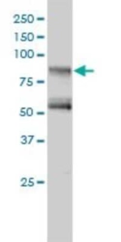 GIT2 Antibody (3B5-B9), Novus Biologicals 0.1 mg, Unconjugated:Antibodies,