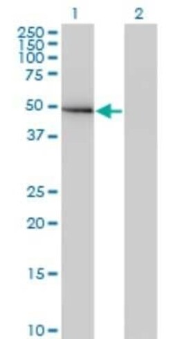 GIT2 Antibody (M1), Novus Biologicals 0.1 mg | Buy Online | Novus Biologicals | Fisher Scientific
