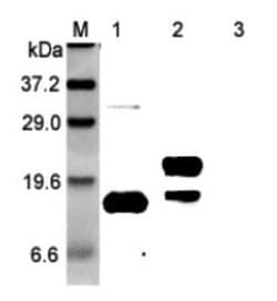 GITR Ligand/TNFSF18 Antibody, Novus Biologicals 100 ug; Unconjugated:Antibodies,