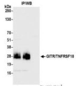 GITR/TNFRSF18 Antibody (BLR068G), Novus Biologicals 100 &mu;g | Buy Online | Novus Biologicals | Fisher Scientific