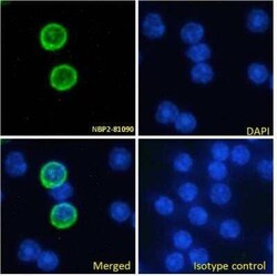 GITR/TNFRSF18, Rabbit anti-Mouse, Clone: YGITR765, Novus Biologicals:Antibodies:Primary