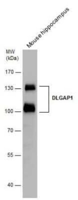 GKAP/DLGAP1 Antibody, Novus Biologicals 100 &mu;g | Buy Online | Novus Biologicals | Fisher Scientific