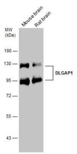 GKAP/DLGAP1 Antibody, Novus Biologicals 100 &mu;g | Buy Online | Novus Biologicals | Fisher Scientific