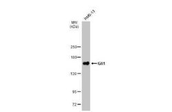 GLI-1 Antibody (HL247), Novus Biologicals 100 &mu;g | Buy Online | Bio-Techne | Fisher Scientific
