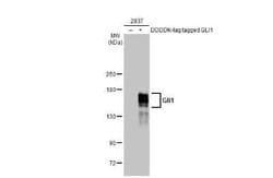 GLI-1 Antibody (HL247), Novus Biologicals 100 &mu;g | Buy Online | Bio-Techne | Fisher Scientific