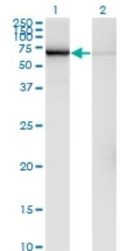 GLMN Antibody (1C12), Novus Biologicals 0.1 mg | Buy Online | Novus Biologicals | Fisher Scientific