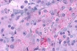 GLP-1R Antibody, Novus Biologicals 50 &mu;g; Unconjugated:Antibodies, Polyclonal
