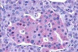 GLP-1R Antibody, Novus Biologicals 50 &mu;g; Unconjugated:Antibodies, Polyclonal