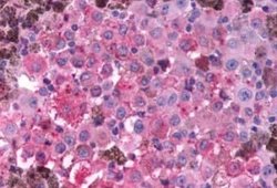 GLP-1R Antibody, Novus Biologicals 50 &mu;g; Unconjugated:Antibodies, Polyclonal