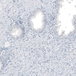 GLS2 Antibody (CL7716), Novus Biologicals 100 &mu;L; Unconjugated:Antibodies,