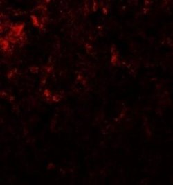 GLS2 Antibody - BSA Free, Novus Biologicals 0.1 mg; Unconjugated:Antibodies,