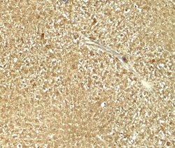 GLS2 Antibody - BSA Free, Novus Biologicals 0.1 mg; Unconjugated:Antibodies,
