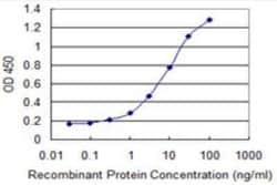 GLYAT Antibody (1A10), Novus Biologicals 0.1 mg, Unconjugated:Antibodies,