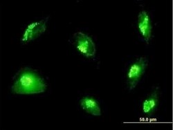 GM130/GOLGA2 Antibody, Novus Biologicals 0.05 mg | Buy Online | Novus Biologicals | Fisher Scientific
