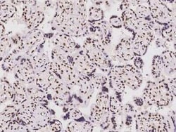 GM632 Antibody, Novus Biologicals 100 &mu;g, Unconjugated:Antibodies, Polyclonal