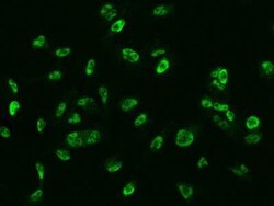 GMEB1 Antibody, Novus Biologicals:Antibodies:Primary Antibodies