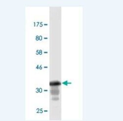 Novus Biologicals GML Antibody (1E7), Novus Biologicals 0.1 mg | Buy Online | Novus Biologicals&trade; | Fisher Scientific