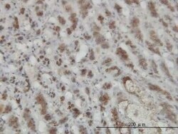 GMPPB Antibody (2B5), Novus Biologicals 0.1 mg | Buy Online | Novus Biologicals | Fisher Scientific