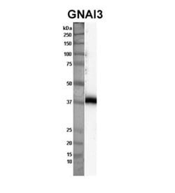 GNAI3 Rabbit anti-Human, Mouse, Polyclonal, Novus Biologicals 0.1 mL | Buy Online | Novus Biologicals | Fisher Scientific