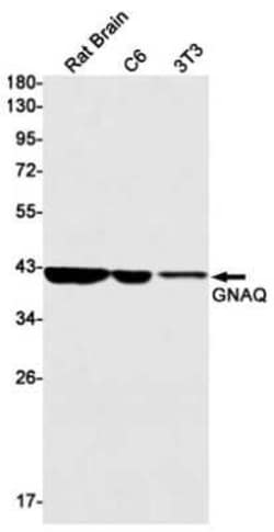 GNAQ Rabbit anti-Human, Mouse, Rat, Clone: S05-5D7, Novus Biologicals 100 &mu;g | Buy Online | Novus Biologicals | Fisher Scientific