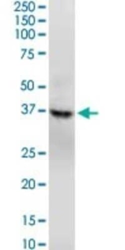 GNAQ Antibody (3B9), Novus Biologicals 0.1 mg | Buy Online | Novus Biologicals | Fisher Scientific