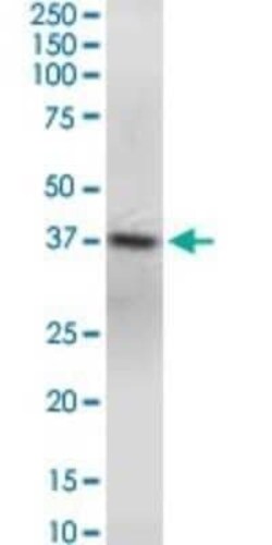 GNAQ Antibody (3B9), Novus Biologicals 0.1 mg | Buy Online | Novus Biologicals | Fisher Scientific