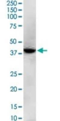 GNAQ Antibody (3B9), Novus Biologicals 0.1 mg | Buy Online | Novus Biologicals | Fisher Scientific