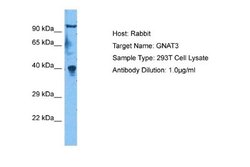 GNAT3 Rabbit anti-Human, Mouse, Polyclonal, Novus Biologicals 0.1ml; Unconjugated:Antibodies,